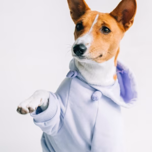 Pawfect Lavender Pullover